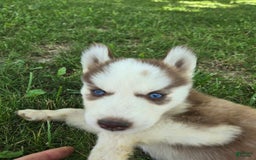 Siberian Husky dogs for sale: Munchkin - Image 2