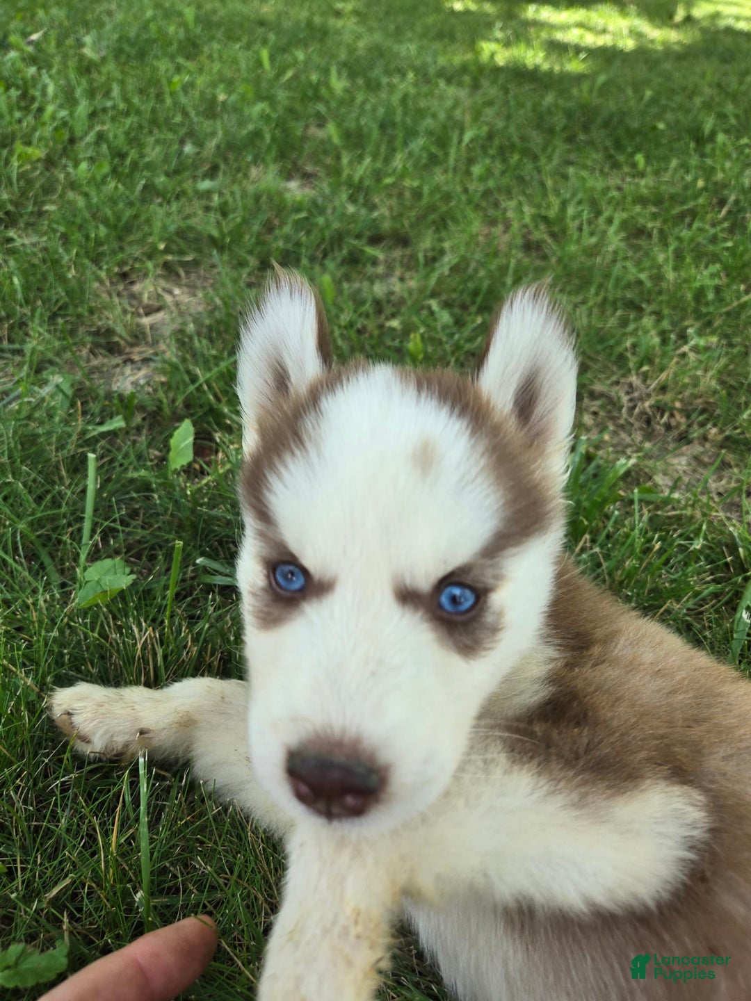 Siberian Husky dogs for sale: Munchkin - Image 2