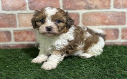 Shihpoo dogs for sale: Biscuit - Image 6