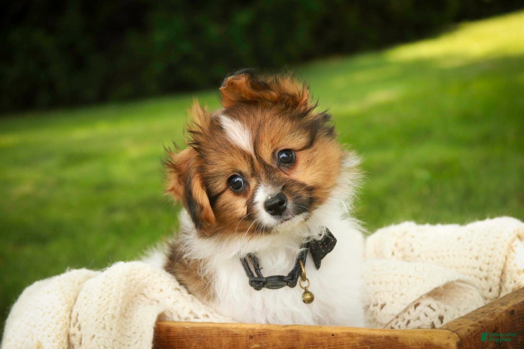 Papillon dogs for sale: Rome - Image 5