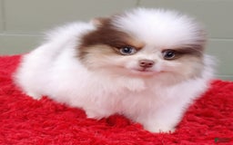 Pomeranian dogs for sale: Handsome - Image 5