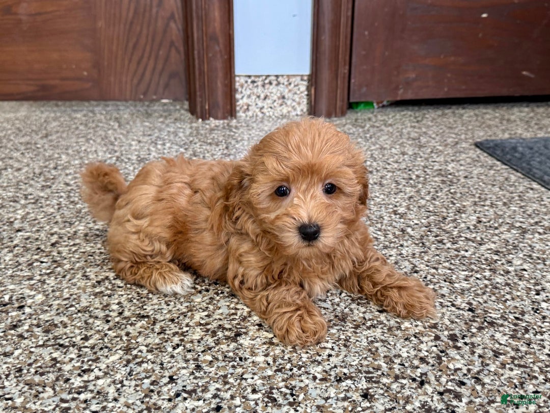 Coton De Tulear dogs for sale: Sally - Image 1