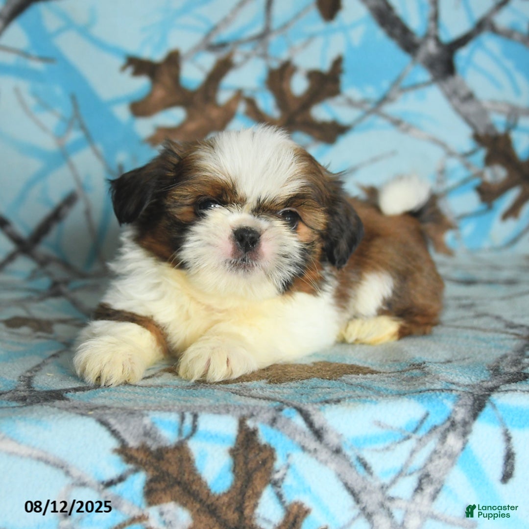 Shih Tzu dogs for sale: Stetson - Image 4