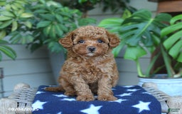Miniature Poodle dogs for sale: Miniature Poodle 4 puppies - Image 1