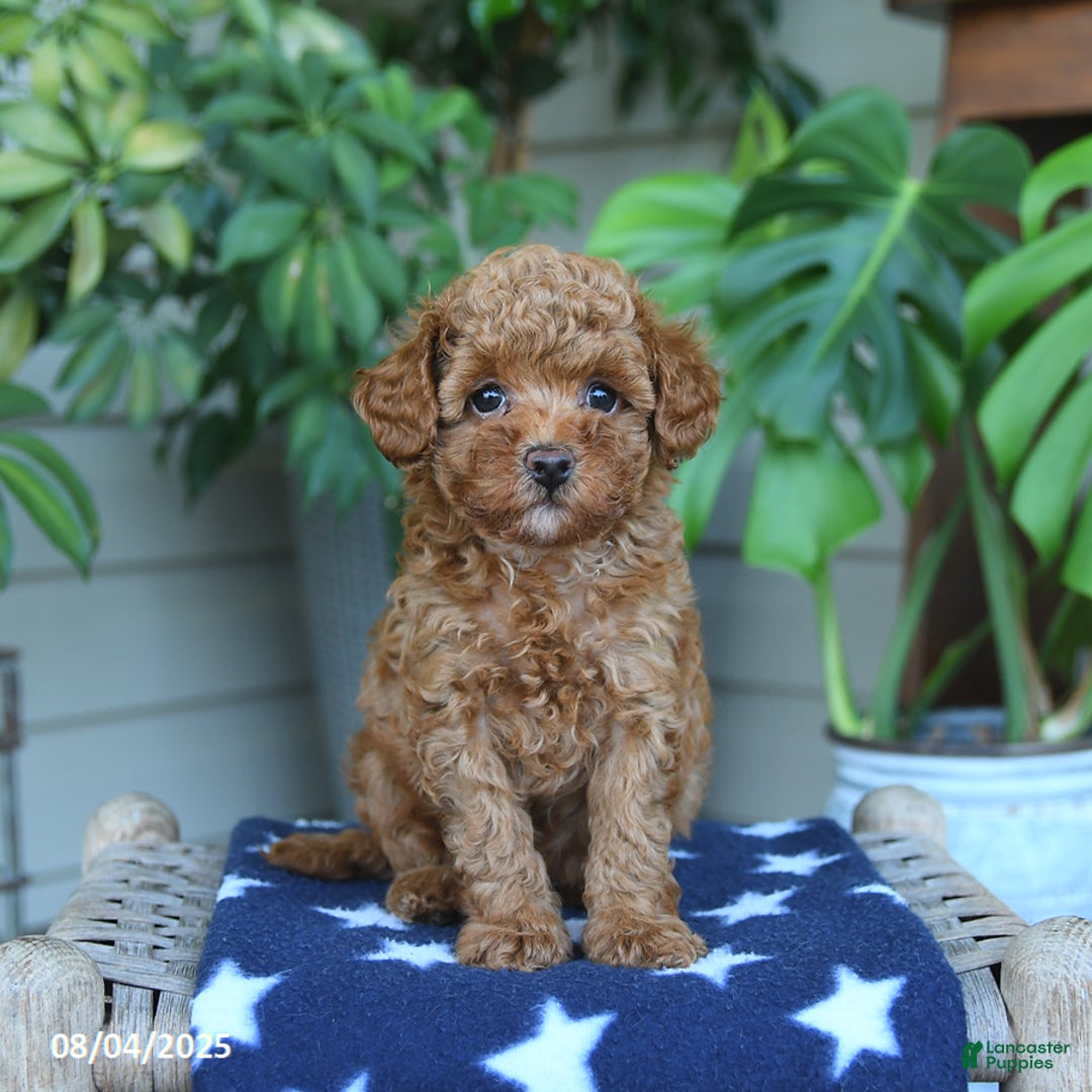 Miniature Poodle dogs for sale: Miniature Poodle 4 puppies - Image 1