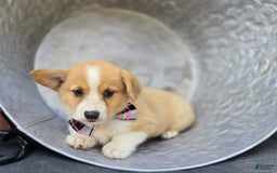 Welsh Corgi Pembroke dogs for sale: Lily - Image 4