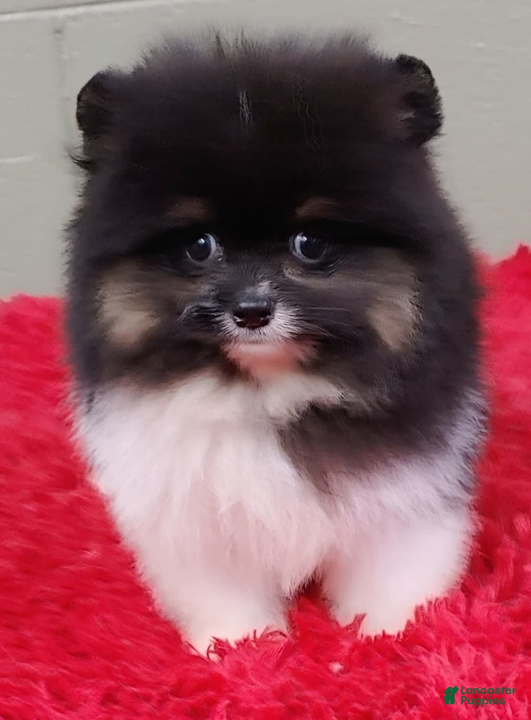 Pomeranian dogs for sale: Flynn - Image 5