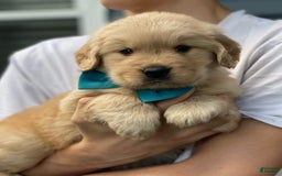 Golden Retriever dogs for sale: Mary - Image 4