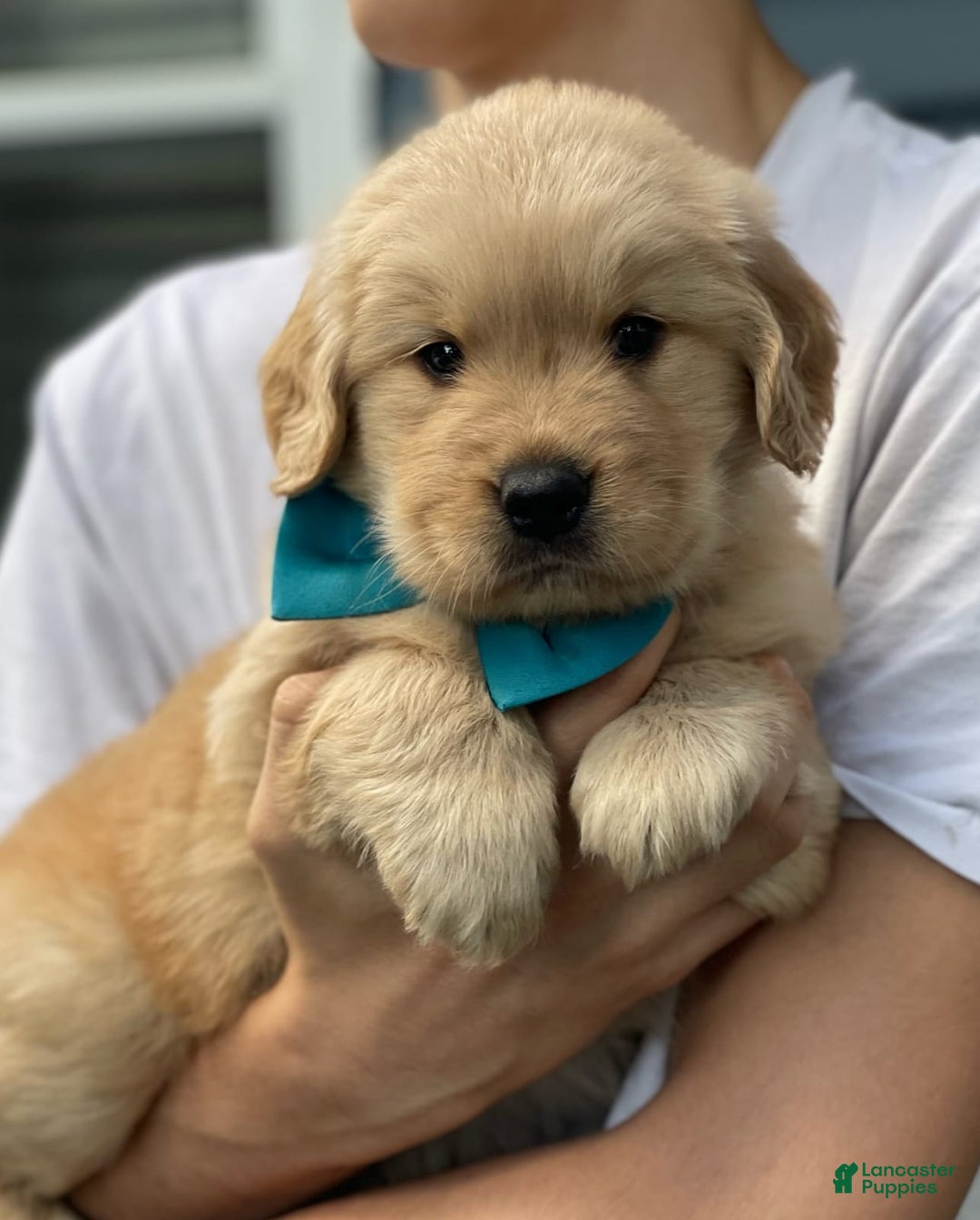 Golden Retriever dogs for sale: Mary - Image 4