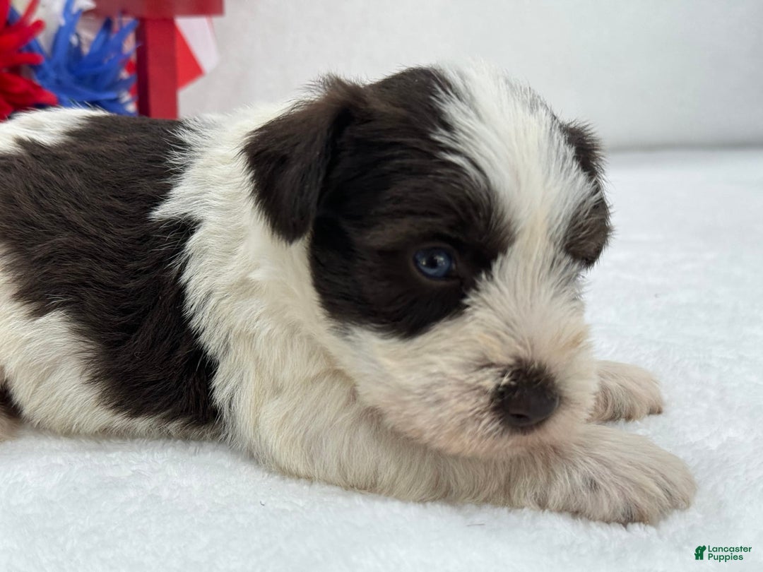 Miniature Schnauzer dogs for sale: Paisley Male 1 Liver Parti Blue Eyes - Image 6