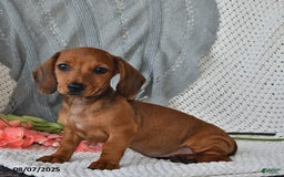 Miniature Dachshund dogs for sale: Miniature Dachshund 6 puppies - Image 3