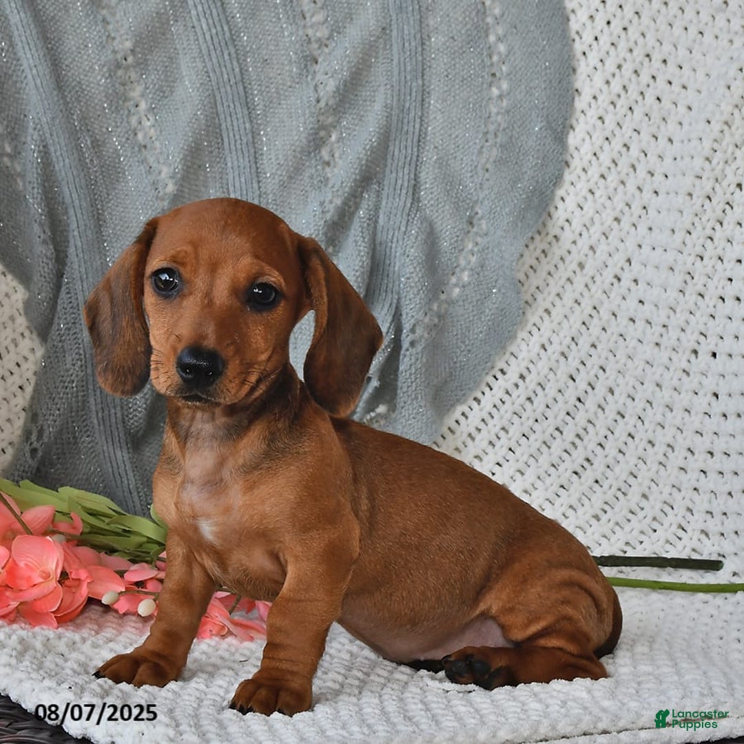 Miniature Dachshund dogs for sale: Miniature Dachshund 6 puppies - Image 3