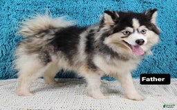 Pomsky dogs for sale: Flint - Image 5