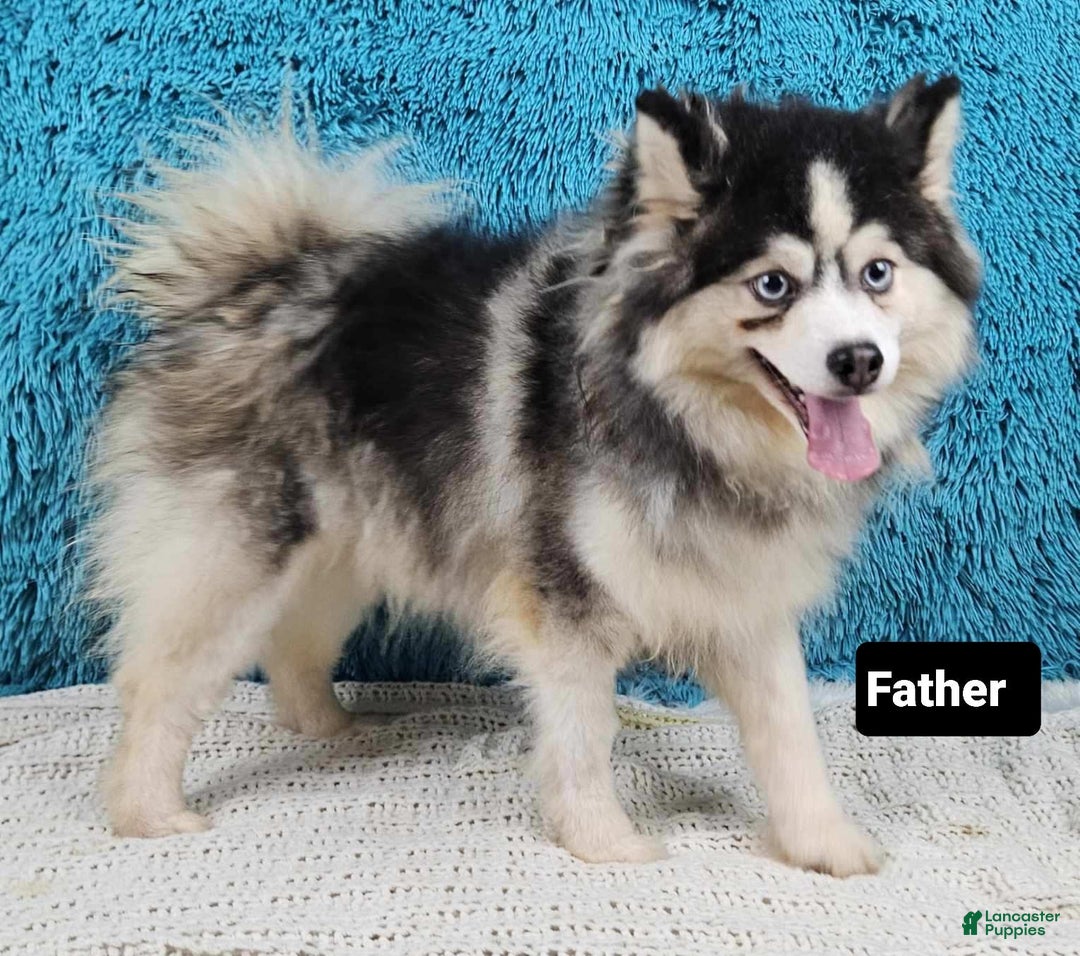 Pomsky dogs for sale: Flint - Image 5