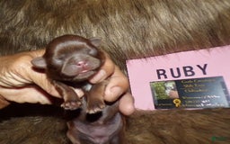 Shih Tzu dogs for sale: Ruby - Image 4