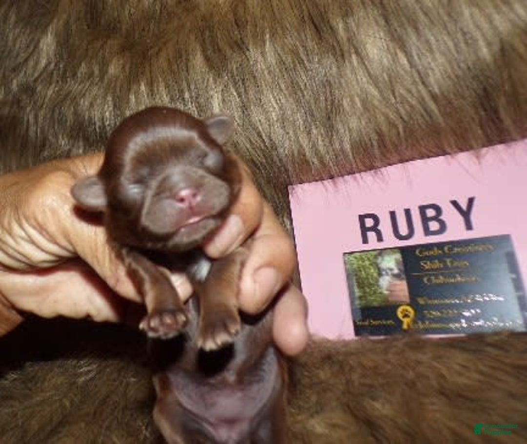 Shih Tzu dogs for sale: Ruby - Image 4