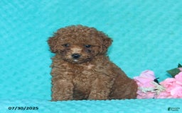 Toy Poodle dogs for sale: Beauty - Image 1