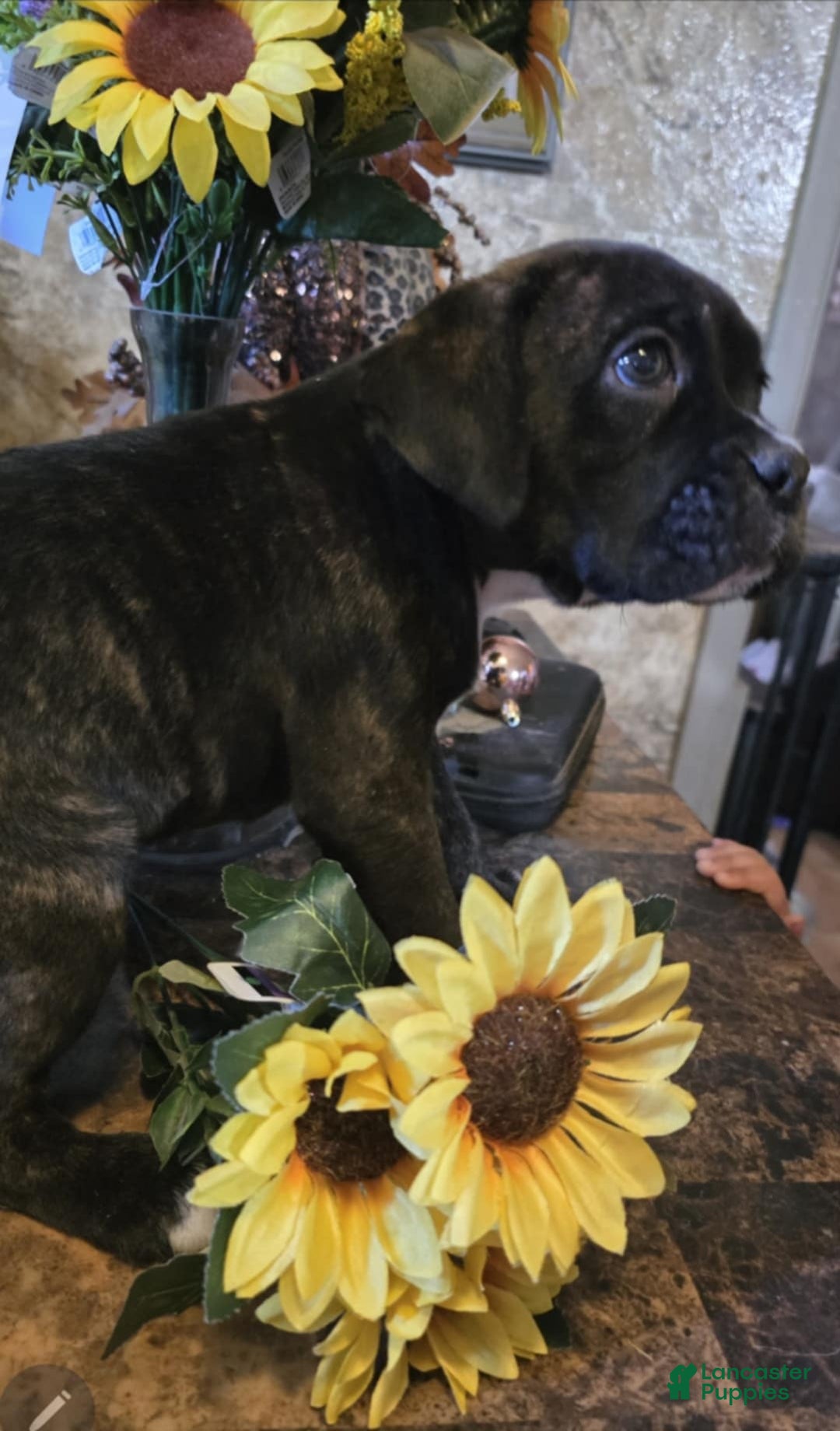 Boxer dogs for sale: Carly - Image 3