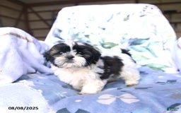 Shih Tzu dogs for sale: Kody - Image 3
