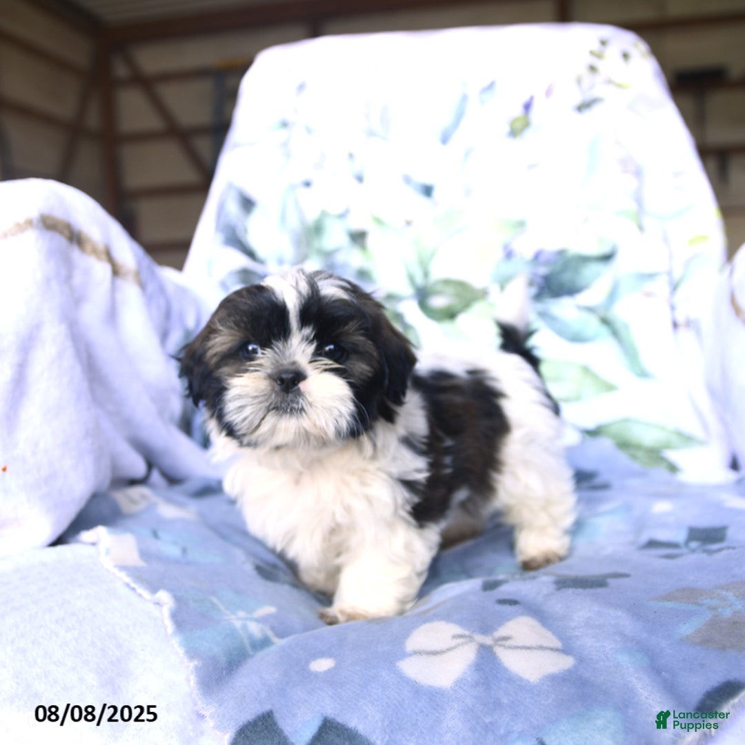 Shih Tzu dogs for sale: Kody - Image 3