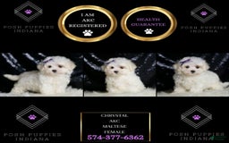 Miniature Poodle dogs for sale: Handsome - Image 6