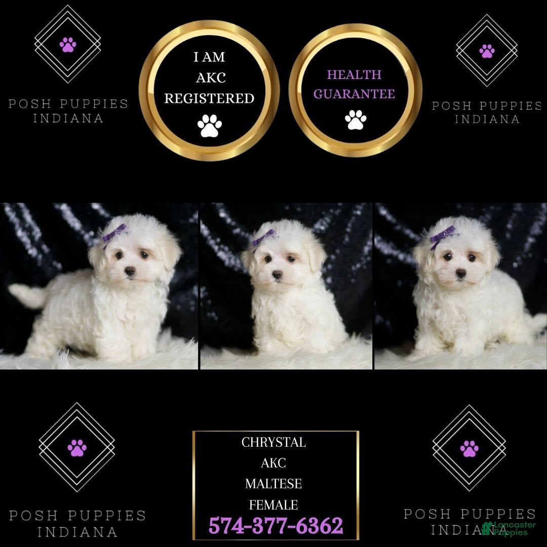 Miniature Poodle dogs for sale: Handsome - Image 6