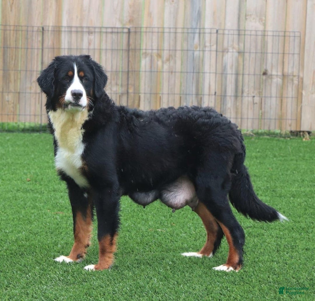 Bernese Mountain Dog dogs for sale: Nash - Image 3
