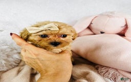 Toy Poodle dogs for sale: Precious - Image 1