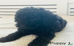 Toy Poodle dogs for sale: Tom - Image 6