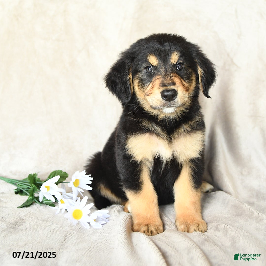 Bernese Mountain Dog dogs for sale: Sawyer - Image 1
