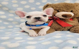 French Bulldog dogs for sale: Fido - Image 9