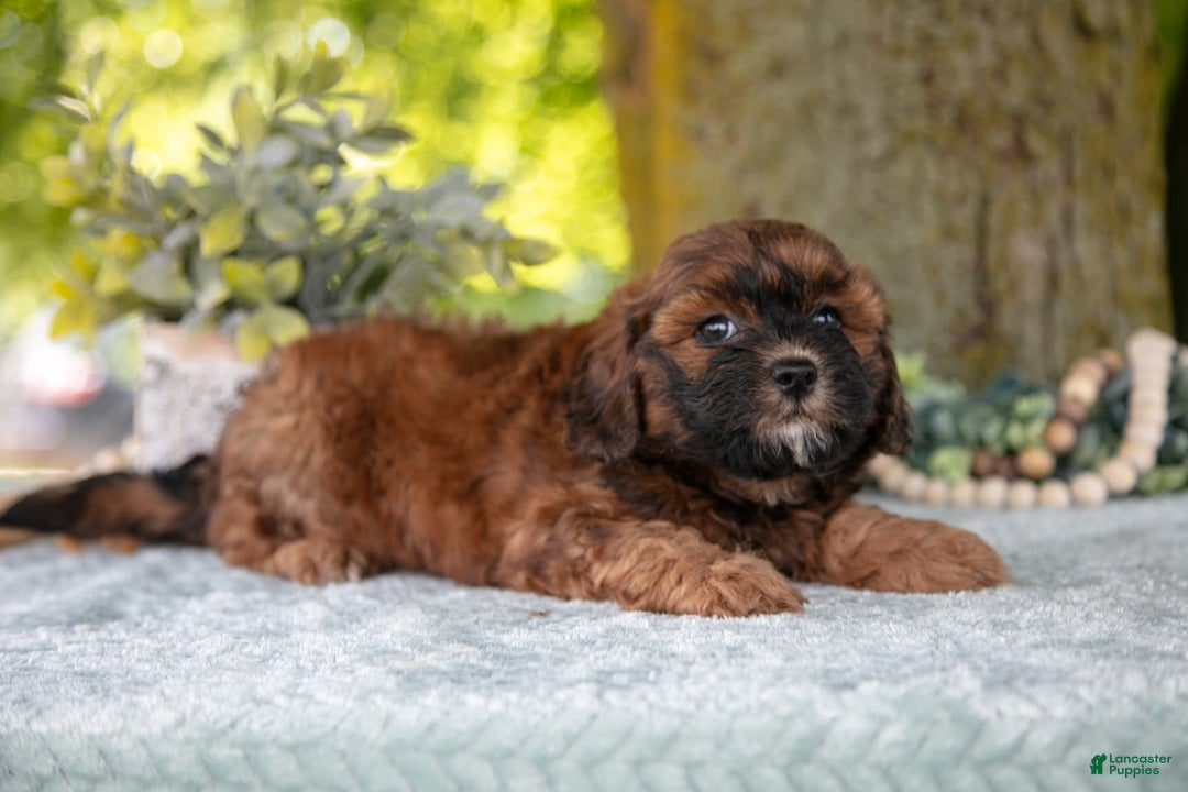 Shihpoo dogs for sale: Megan - Image 2