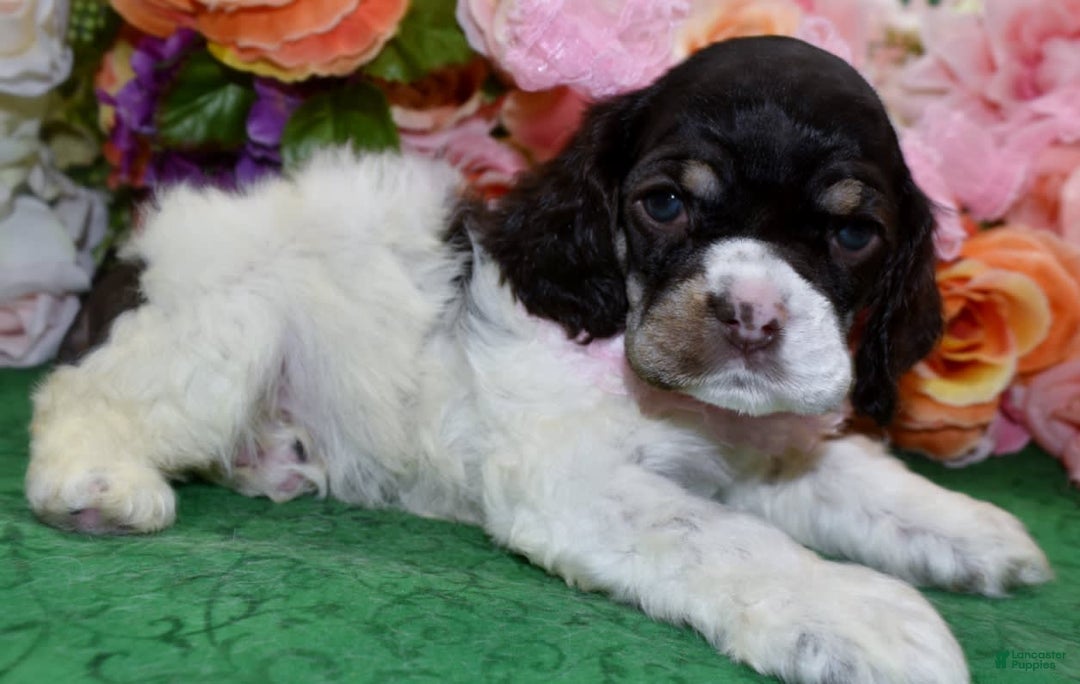 Cocker Spaniel dogs for sale: Briechocolatetanparticockerpuppy - Image 3