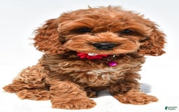 Cockapoo dogs for sale: Lilly - Image 7