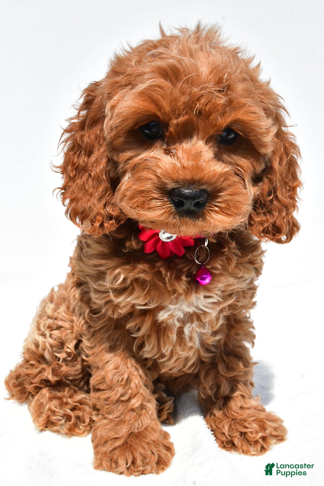 Cockapoo dogs for sale: Lilly - Image 7