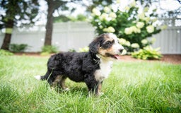 Bernedoodle dogs for sale: Bubbles - Image 12