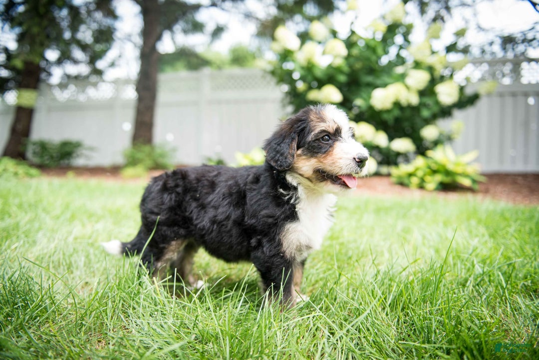Bernedoodle dogs for sale: Bubbles - Image 12