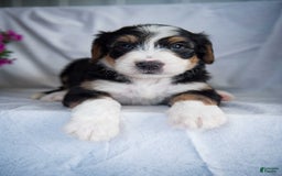 Bernedoodle dogs for sale: Spiderman - Image 18
