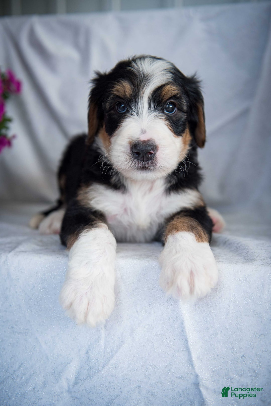 Bernedoodle dogs for sale: Spiderman - Image 18