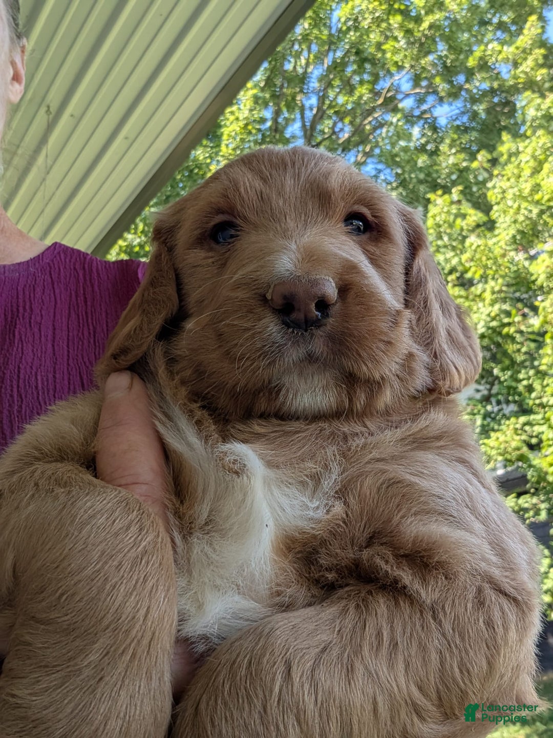Goldendoodle dogs for sale: Barbie - Image 10