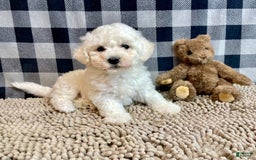 Bichon Frise dogs for sale: Blanche - Image 5