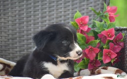 Border Collie dogs for sale: Bryce - Image 1