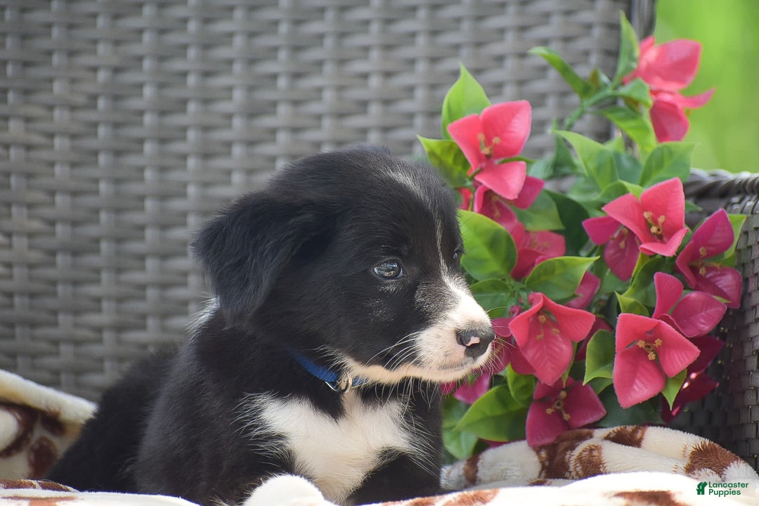 Border Collie dogs for sale: Bryce - Image 1