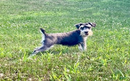 Miniature Schnauzer dogs for sale: Tillie - Image 15