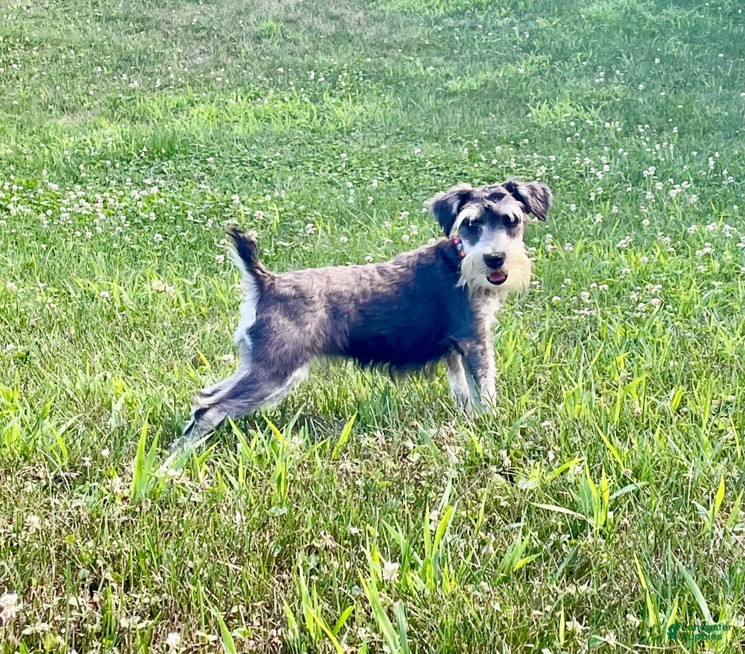 Miniature Schnauzer dogs for sale: Tillie - Image 15