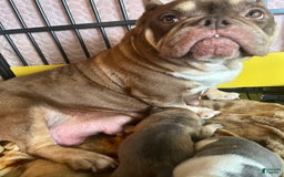 American Bully dogs for sale: Lucky - Image 5