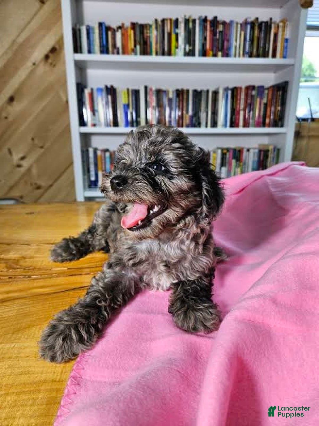 Portuguese Water Dog dogs for sale: Speckles - Image 4