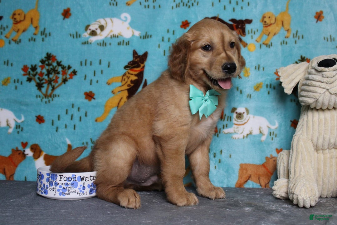 Golden Retriever dogs for sale: Rufus - Image 4