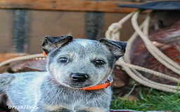 Australian Cattle Dog dogs for sale: Cleo - Image 1