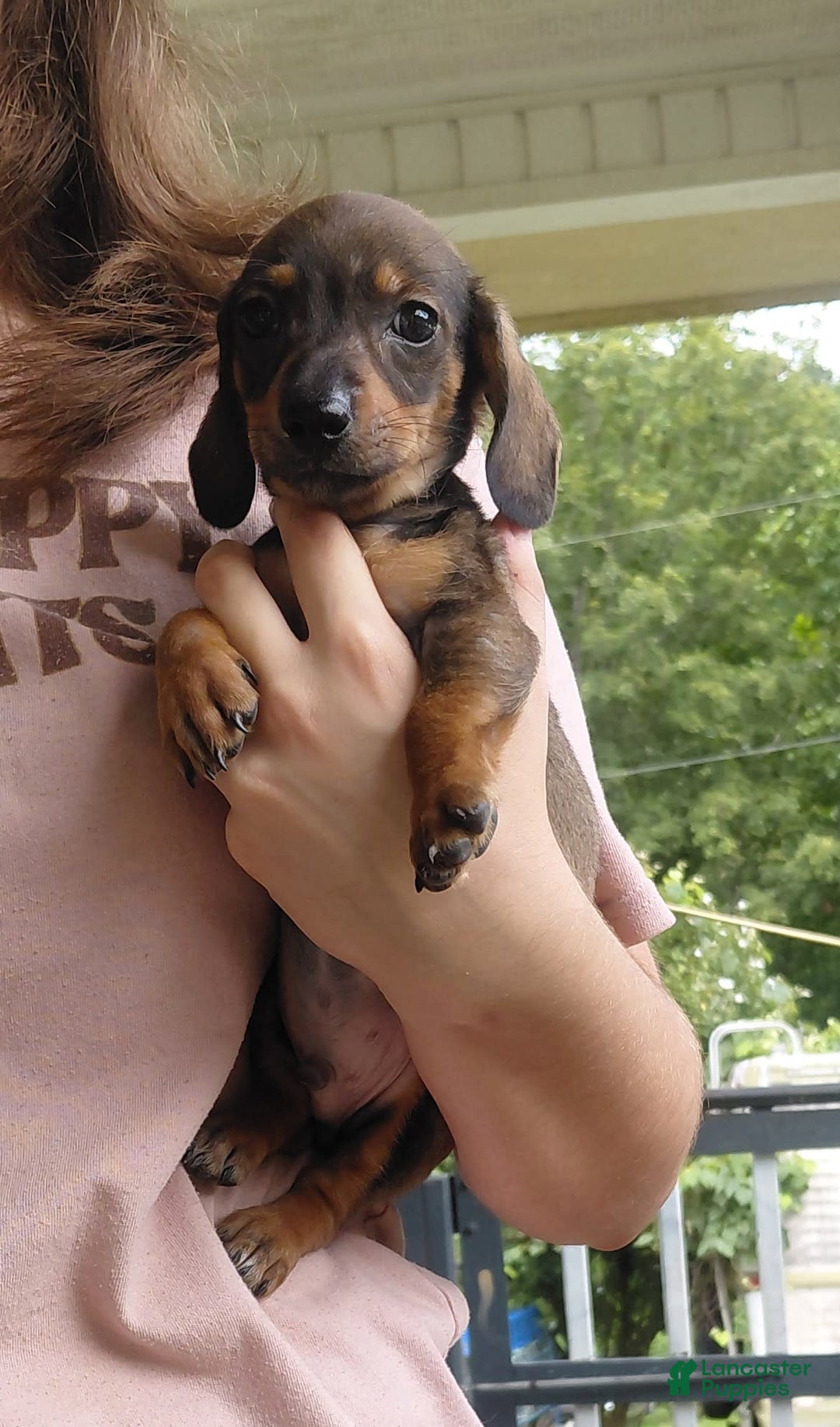 Miniature Dachshund dogs for sale: Romeo - Image 3
